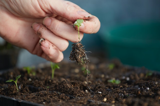 woman's hand pulling young budding plant out of soil with roots intact image at offices.net