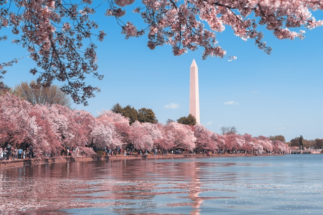 A daytime view over the water of Potomac River's tidal basin towards the Washington Monument obelisk in the distance. Pink cherry blossoms in full bloom line the basin. Image at Offices.net.